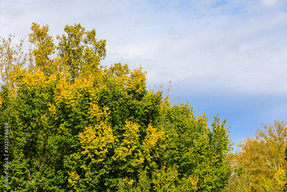 trees with autumn colored leaves in the park of the Casa de Campo in Madrid