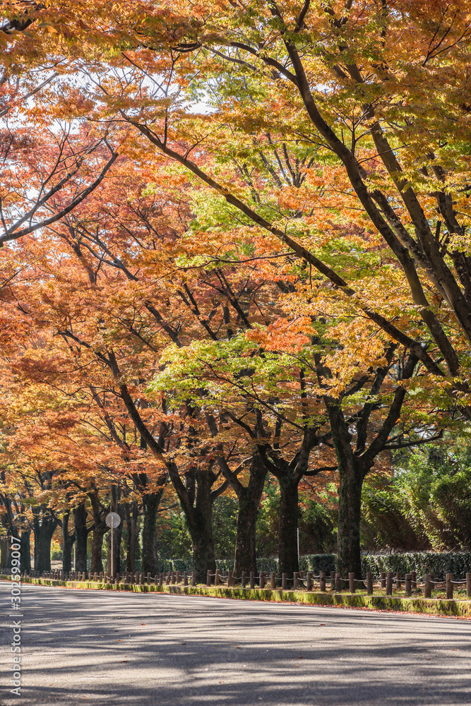 秋のイメージ　紅葉の道