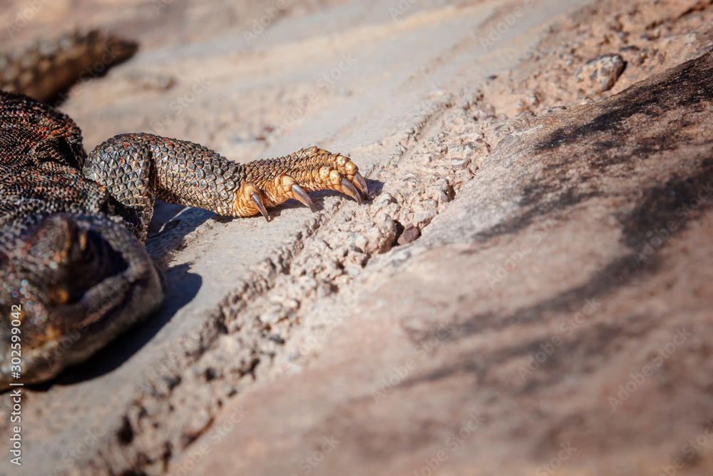 Fototapeta premium Foot of a lizard (lacertilia) in the Sahara desert.