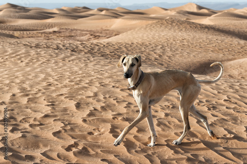 A Sloughi (Arabian greyhound) walks in the desert sand dunes in Morocco.