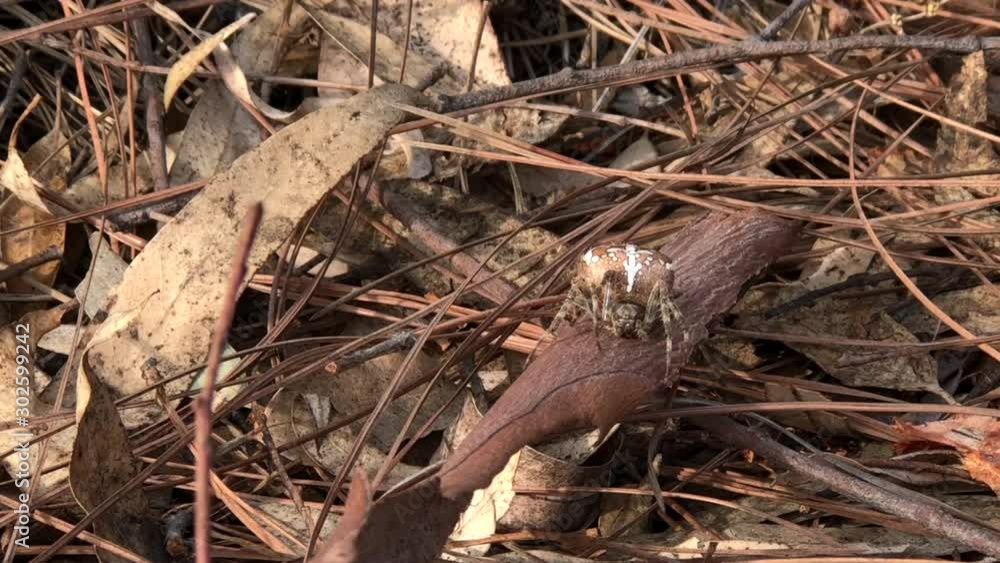 4K HD video of an orb weaver spider sitting in pile of leaves, blending in. Hiding. They are the most common group of builders of spiral wheel shaped webs often found in gardens, fields and forests. 4K HD video of an orb weaver spider sitting in pile of leaves, blending in. Hiding. They are the most common group of builders of spiral wheel shaped webs often found in gardens, fields and forests.