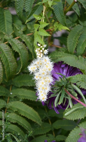 White flower of the Sorbaria