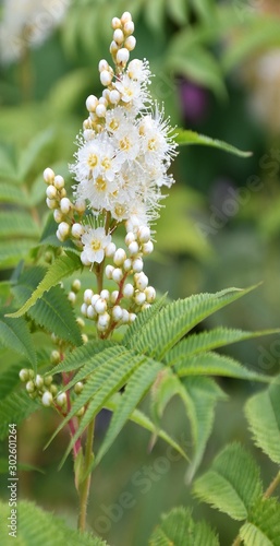 White flower of the Sorbaria