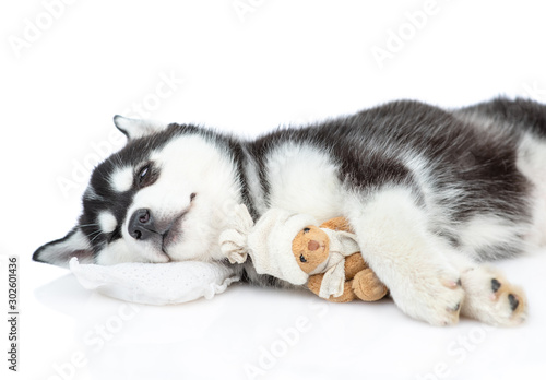 Siberian Husky puppy sleeps with toy bear on a pillow with toy bear. isolated on white background