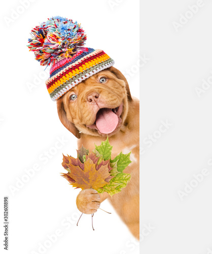 Happy puppy wearing a warm hat holds dry colorful leaves behind empty white banner. isolated on white background