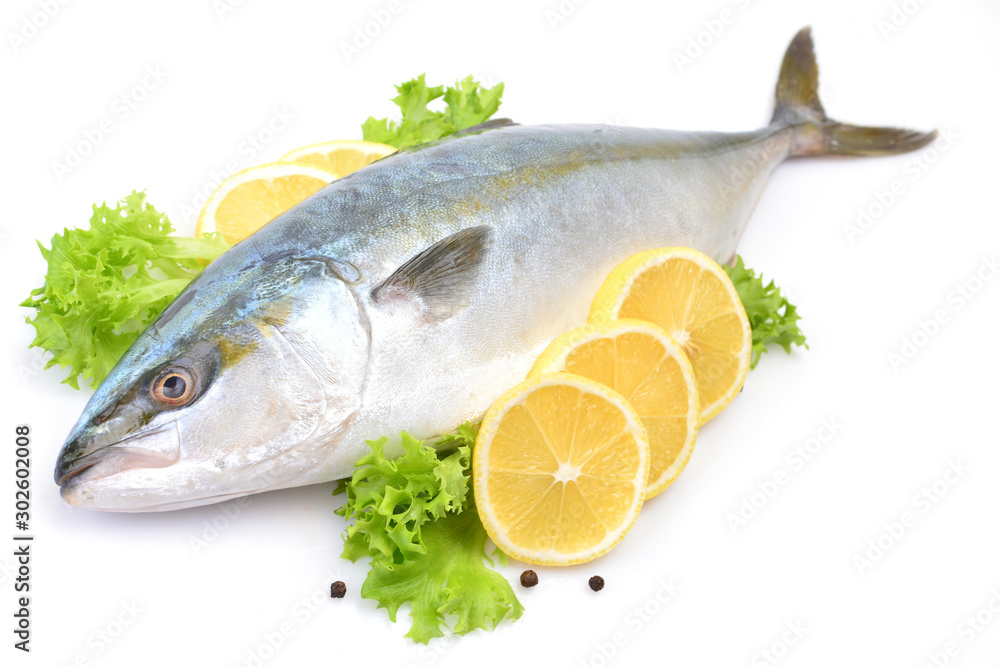 Fish yellowtai on white background (Japanese amberjack) Fish yellowtai on white background (Japanese amberjack)