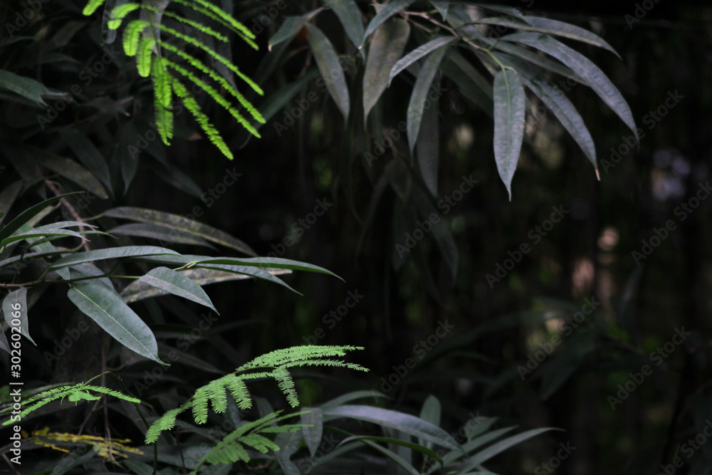 Fototapeta premium Leaves In A Tropical Forest