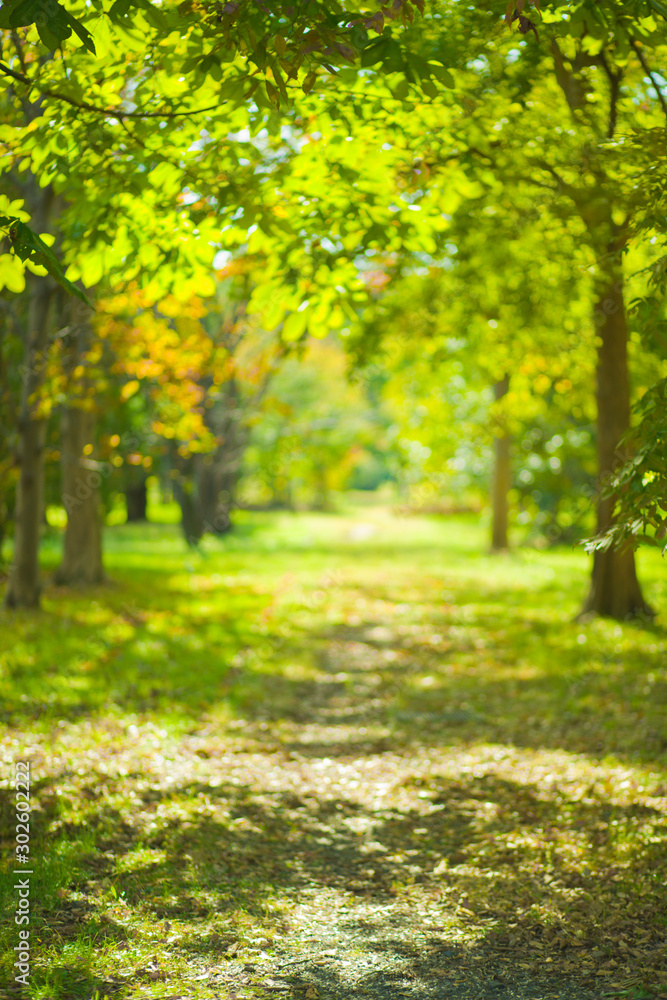 green nature blur bokeh background Stock Photo | Adobe Stock