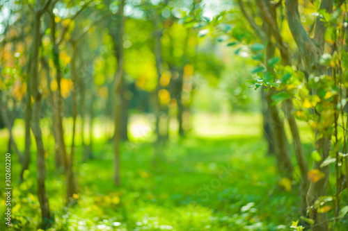 green nature blur bokeh background