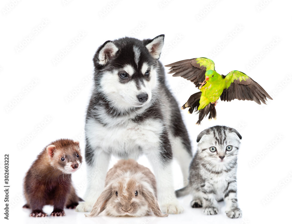 Obraz premium Group of pets together in front view. Isolated on white background