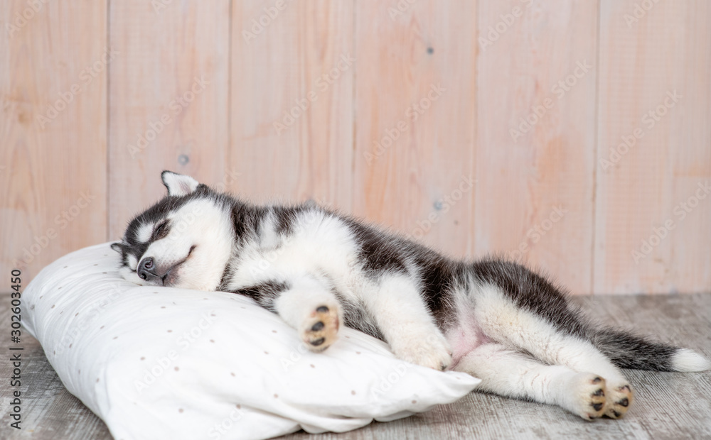 Siberian Husky puppy sleeps on pillow at home Siberian Husky puppy sleeps on pillow at home