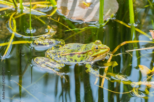 Frosch in Teich photo