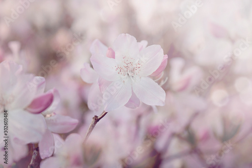 Soft Pastel Pink Azalea Flowers