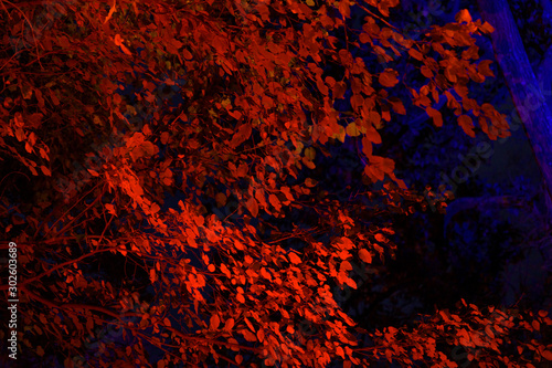 Trees and leaves illuminated in different colors, against the dark night-time sky