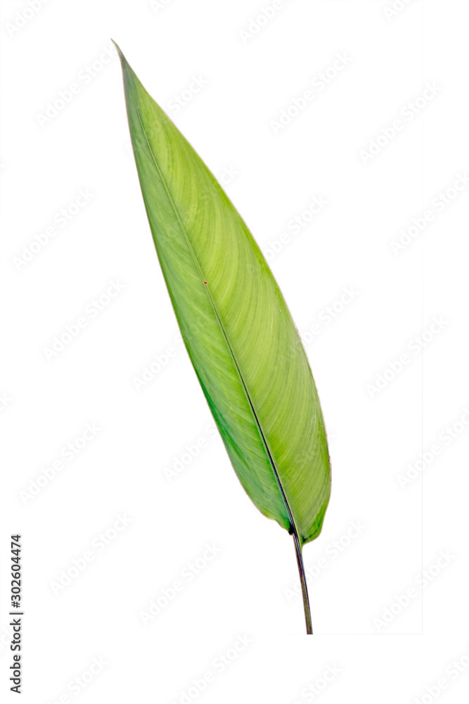 Obraz premium Green leaf isolated on white background. Heliconia leaf, tropical ornamental evergreen leaf.