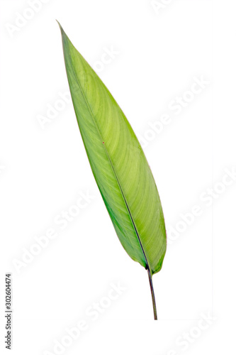 Green leaf isolated on white background. Heliconia leaf  tropical ornamental evergreen leaf.