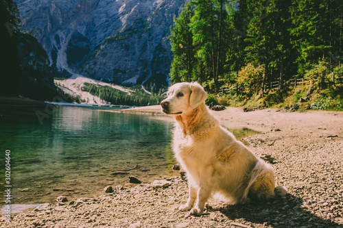 Golden Retriever am See