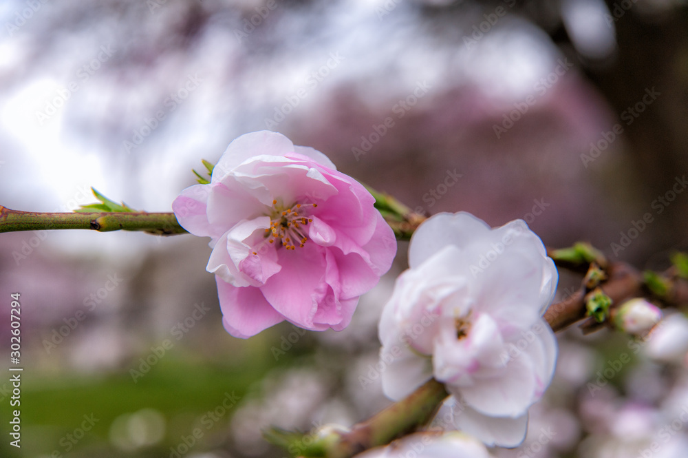 Obraz premium pink blossom