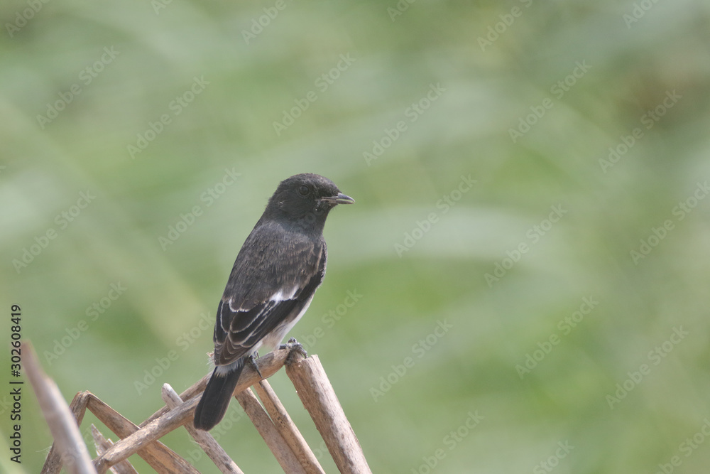 Pied Bushchat male sits by a lake