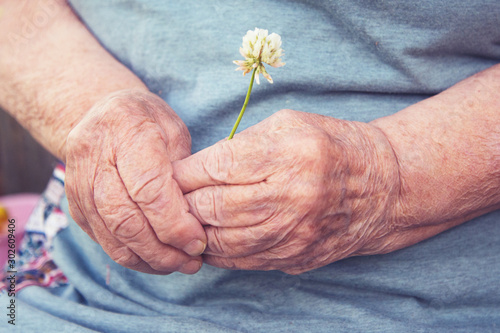 clover flower in the hands of an old woman