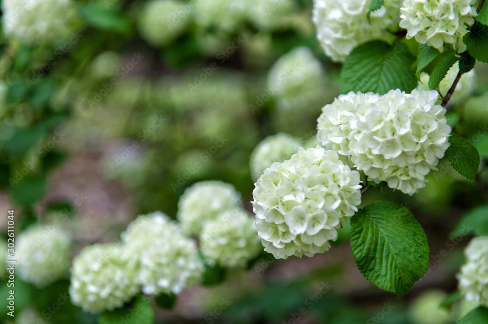 white flower in the garden white flower in the garden