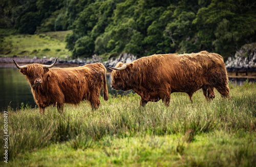 Domestic Scottish highland cattle on nature.