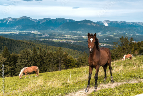 Young Brown Horse on Hill in Mountains