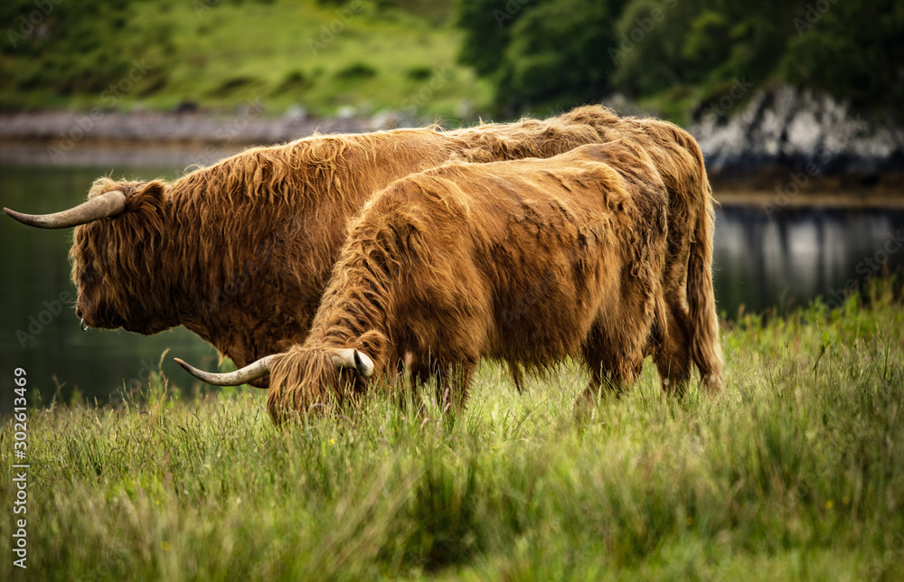 Domestic Scottish highland cattle on nature. Domestic Scottish highland cattle on nature.