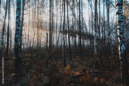 Sunlight Rays in Moody Dark Woodland at Fall