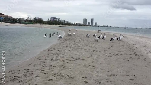 Gold Coast, Queensland / Australia - October 16 2019: The amazing seaside and beaches of Gold Coast along the Caville Avenue area. Beautiful sand, birds and sea waves photo