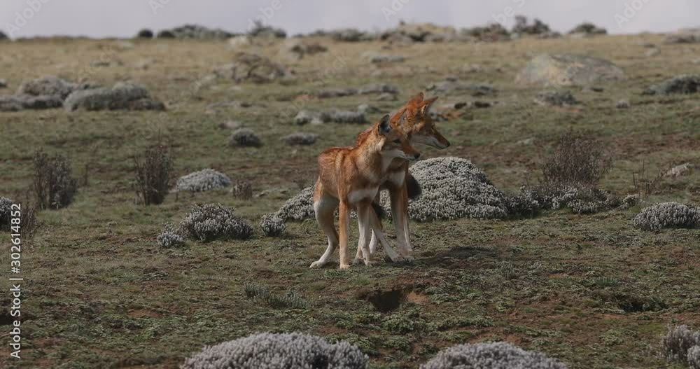 Rare and endemic ethiopian female and male wolf, Canis simensis, hunts in nature habitat. Sanetti Plateau in Bale mountains, Africa Ethiopian wildlife. Only about 440 wolfs survived in Ethiopia Rare and endemic ethiopian female and male wolf, Canis simensis, hunts in nature habitat. Sanetti Plateau in Bale mountains, Africa Ethiopian wildlife. Only about 440 wolfs survived in Ethiopia