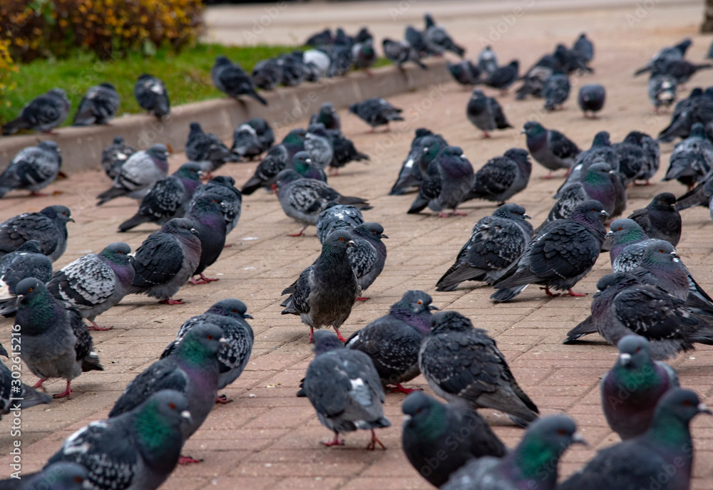 Fototapeta premium A large flock of pigeons on the square paved with red tiles.