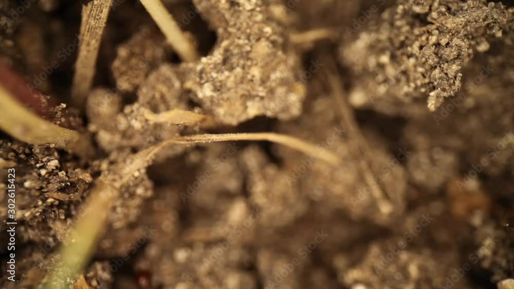 Panning across the top of an already disturbed fire ant mound. Many ants running around the broken clumps of dirt. Using a wide angle macro probe lens, getting unique perspectives. Panning across the top of an already disturbed fire ant mound. Many ants running around the broken clumps of dirt. Using a wide angle macro probe lens, getting unique perspectives.