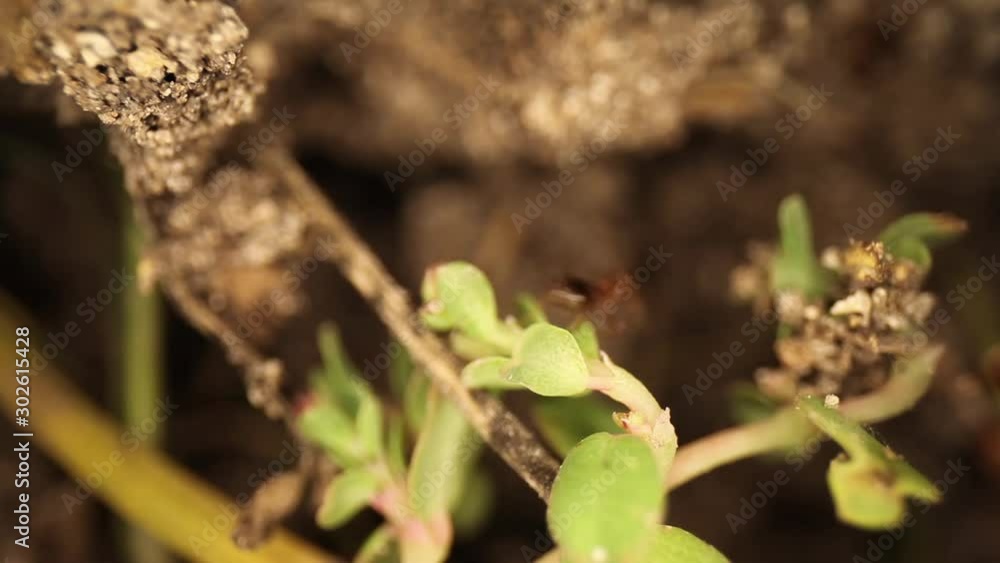 Top down static shot of a disturbed fire ant mound, blades of grass & plant sticking out of the dirt. Frantic ants using the grass to traverse the broken dirt. Short pan to reveal other sections. Top down static shot of a disturbed fire ant mound, blades of grass & plant sticking out of the dirt. Frantic ants using the grass to traverse the broken dirt. Short pan to reveal other sections.
