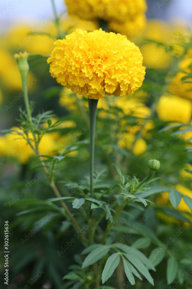 Marigold in the garden Marigold in the garden