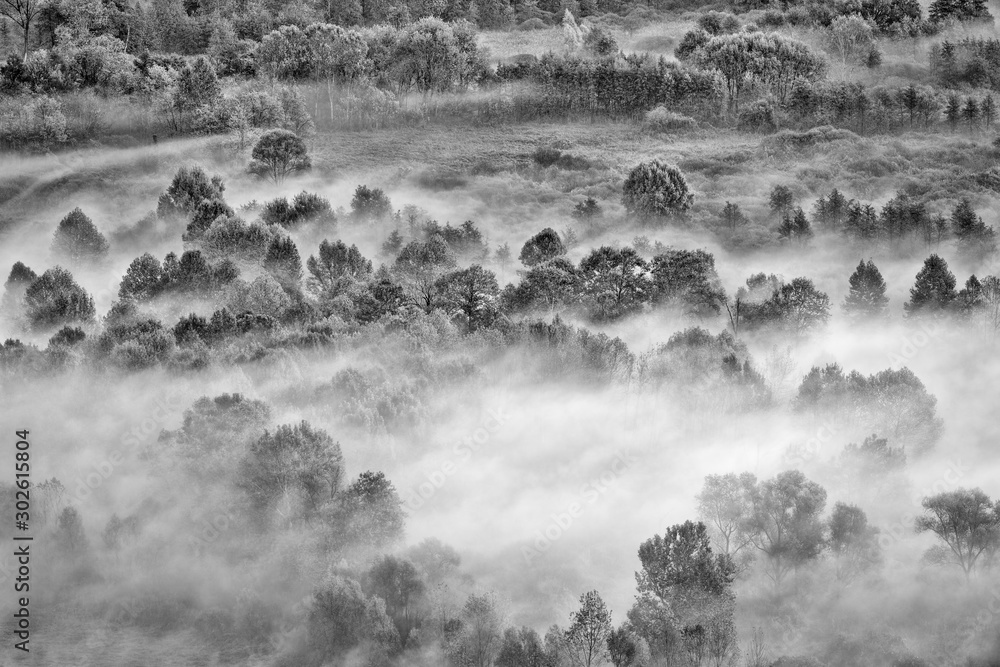 The foggy forest (Black and white photography)