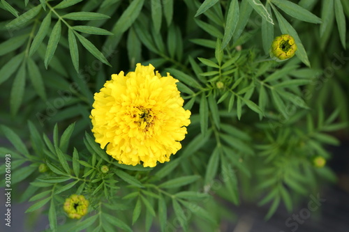 Marigold in the garden © Apichart