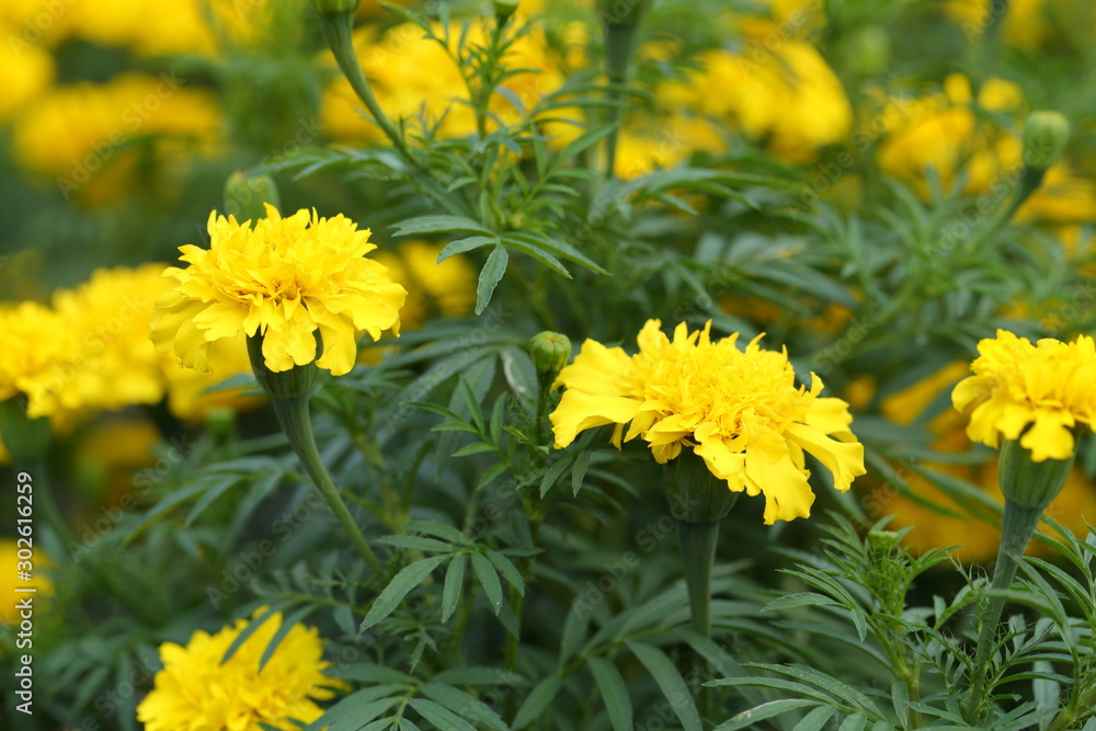 Marigold in the garden Marigold in the garden