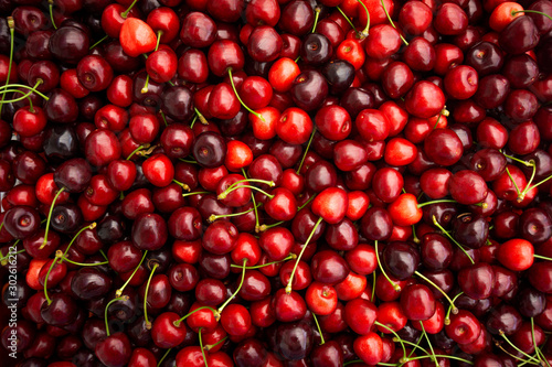 Canvas Print Red Cherries. pile of ripe cherries with stalks.