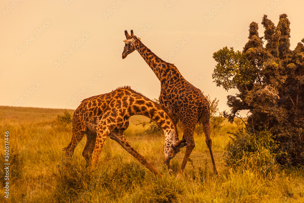 Obraz premium Masai giraffes (Giraffa camelopardalis tippelskirchi), two males fighting, Masai Mara National Reserve, Kenya, Africa