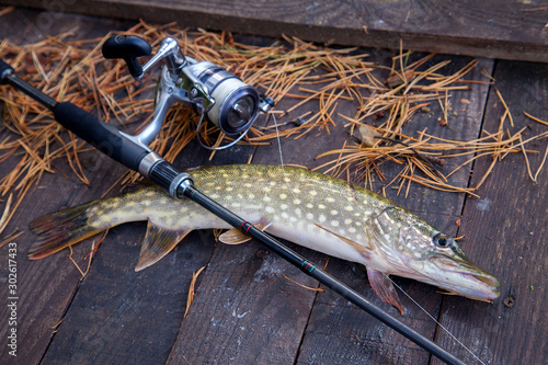 Freshwater pike and fishing equipment lies on wooden background with yellow leaves..