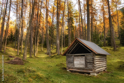 Small wooen cabin in a light-floodet forest