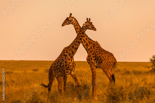 Photo Masai giraffes (Giraffa camelopardalis tippelskirchi), two males fighting, Masai