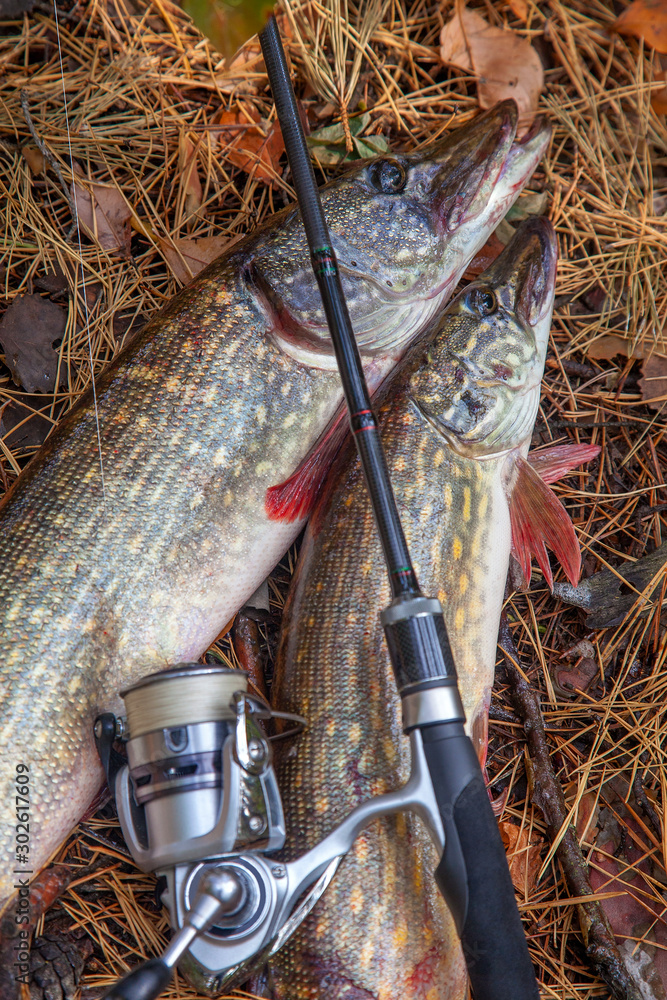 Freshwater pike fish. Two freshwater pike fish and fishing rod with reel on  yellow leaves at autumn time.. Stock Photo