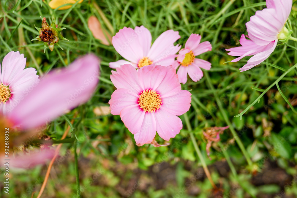 Beautiful pink cosmos flower in the garden Beautiful pink cosmos flower in the garden