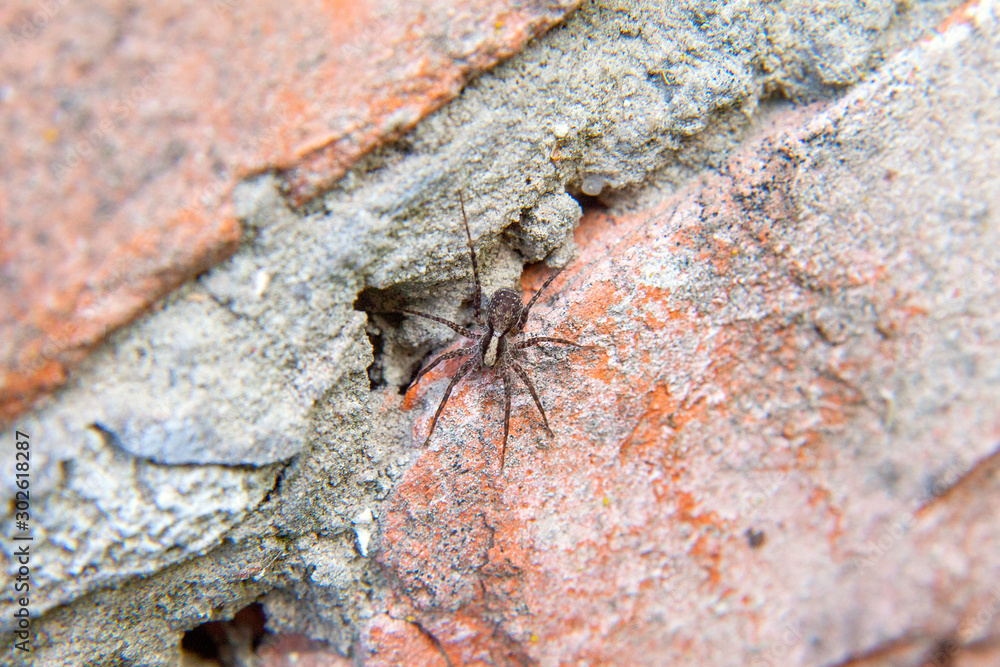 Obraz premium Close up view of small spider on brick background.