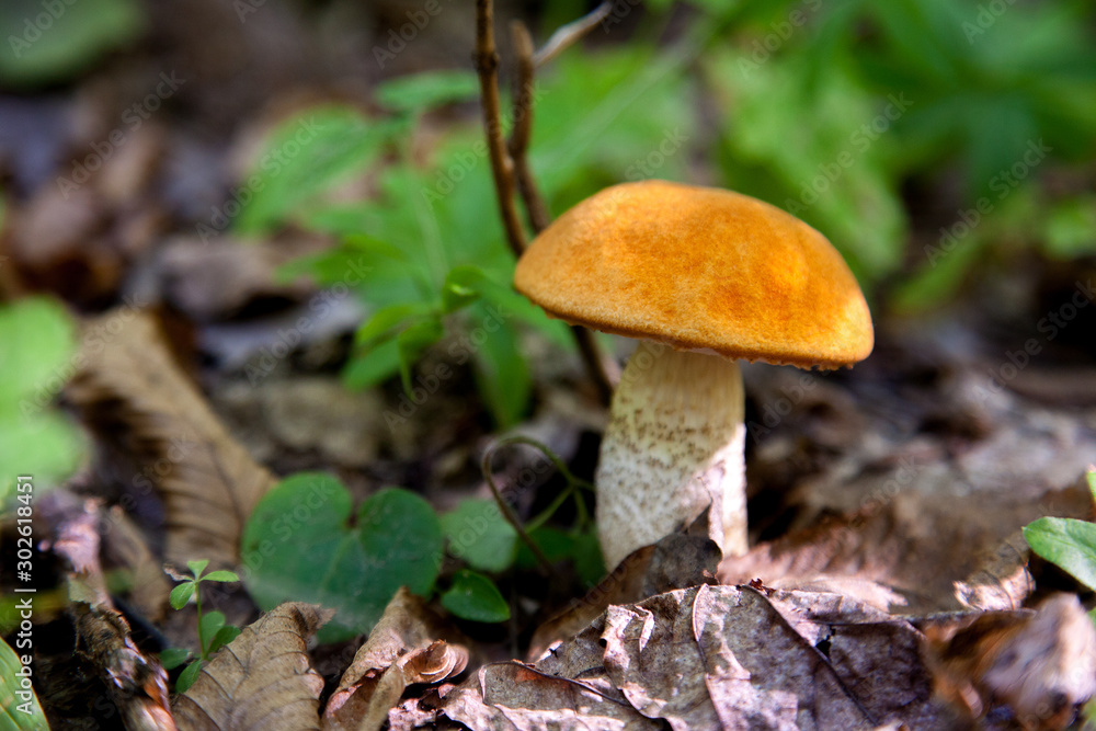 Single red boletus mushroom in the wild. Red boletus mushroom grows on the forest floor at autumn season.. Single red boletus mushroom in the wild. Red boletus mushroom grows on the forest floor at autumn season..