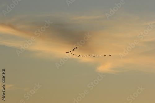 Canadian Geese flying at Sunset with clouds.