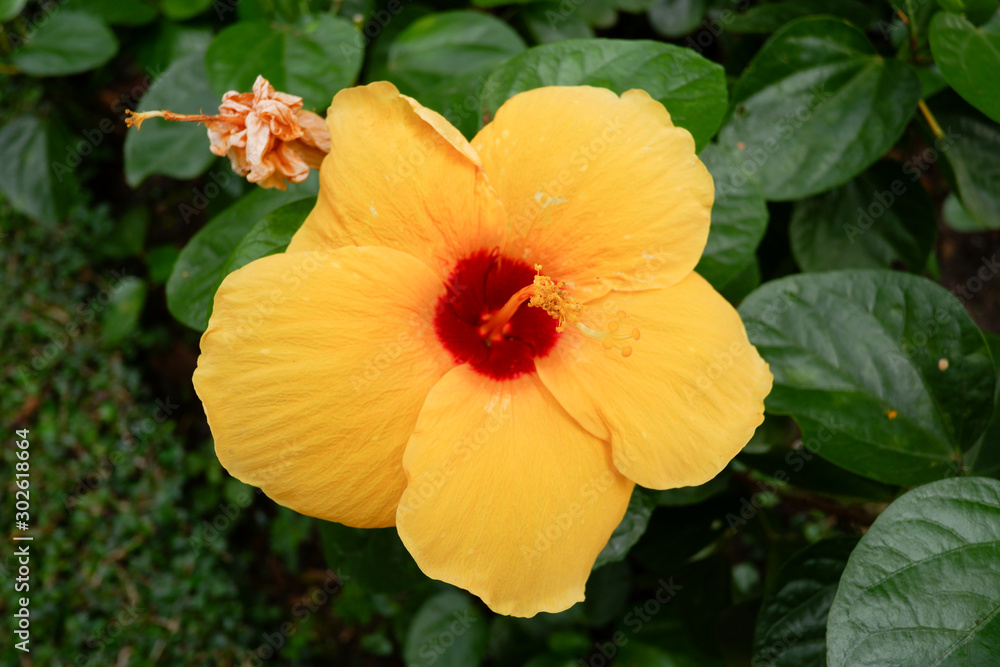 Yellow hibiscus flower (Hibiscus rose sinensis) Yellow hibiscus flower (Hibiscus rose sinensis)