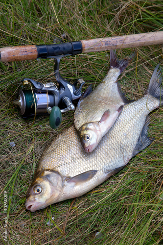 Successful fishing - two freshwater bream fish and fishing rod with reel on natural background..